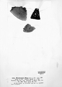 Porodaedalea pini image